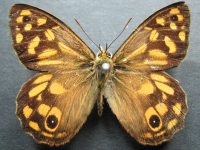 Adult Male Upper of Spotted Brown - Heteronympha paradelpha
